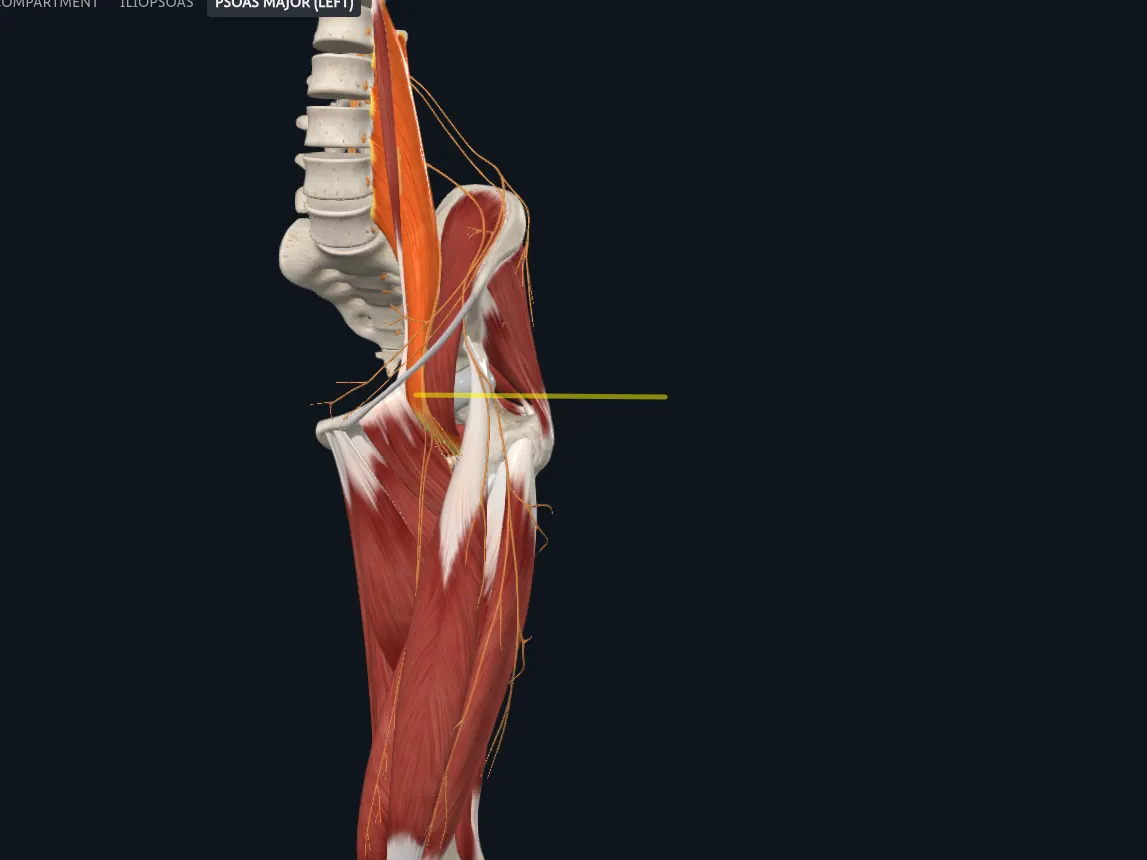 Location of the psoas motor point used for electro-acupuncture